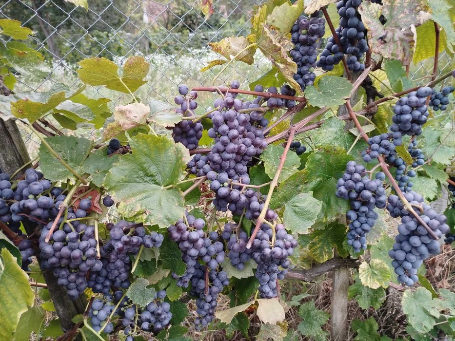 Struguri pentru vin