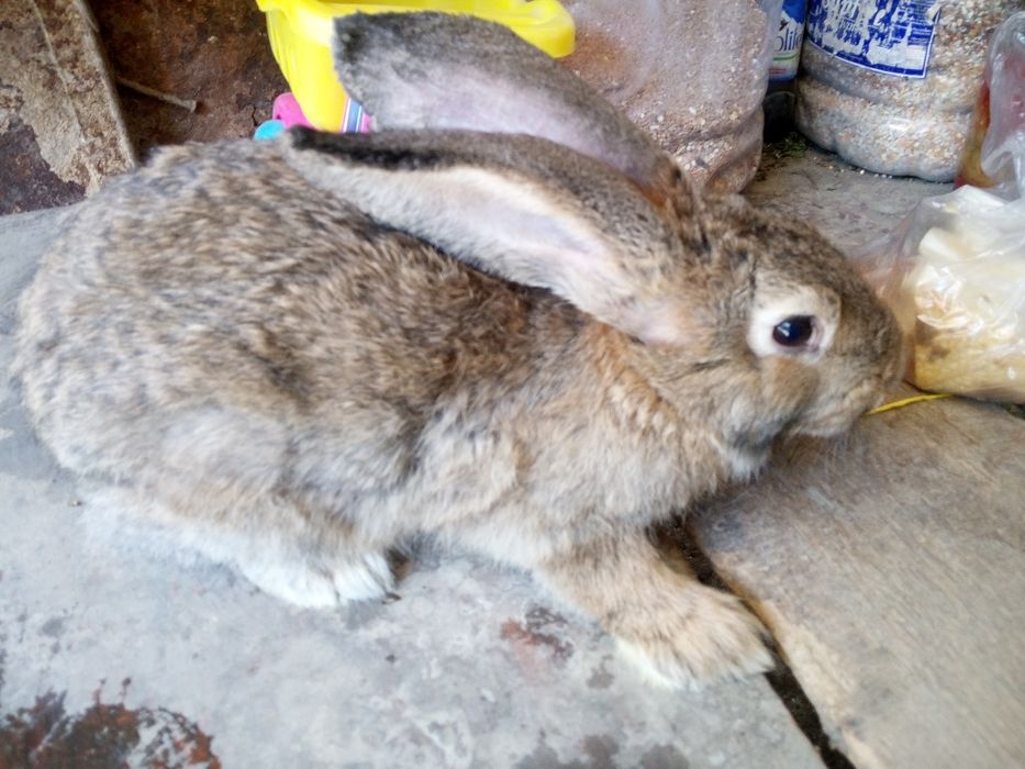 Продам молодого самца породы Фландр ему 5 месяцев все прививки зделаны