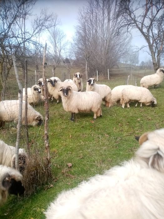 Vând 9 oi și un berbec