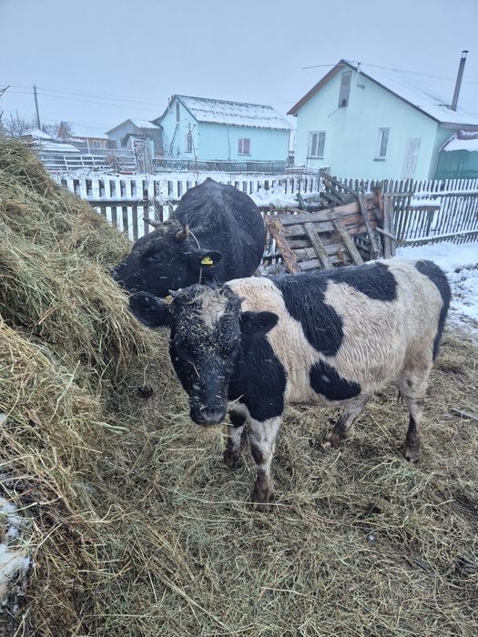 Продам корову с теленком