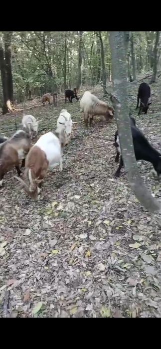 Vând capre și iede