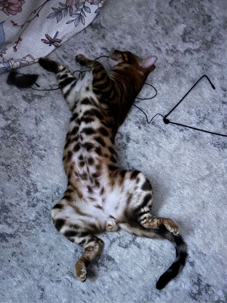 Вязка кота
