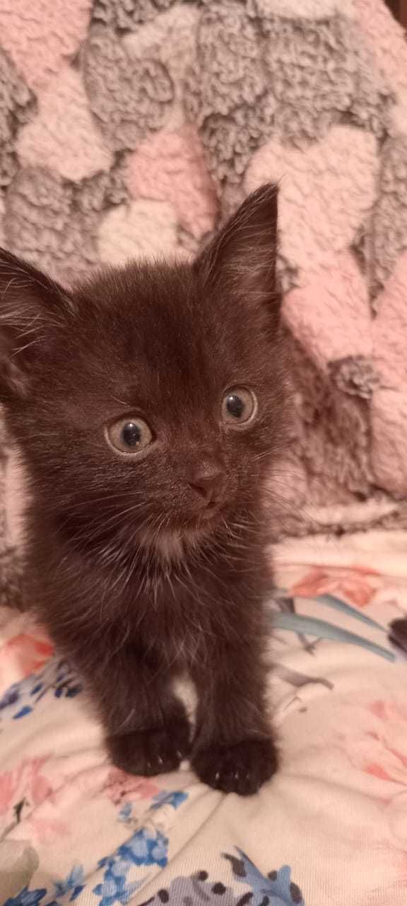 Котенок (девочка) ищет любящую семью!