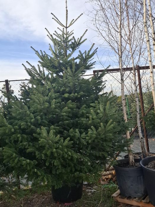 Vând brazi arginti și verzi la super preț