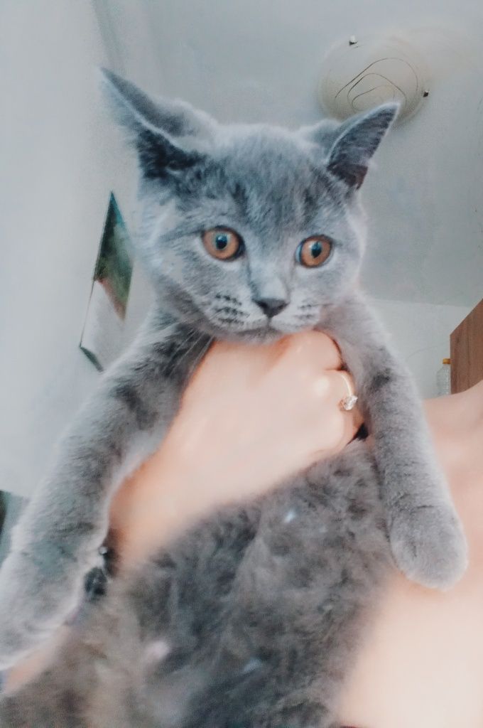 Pisoi British shorthair blue
