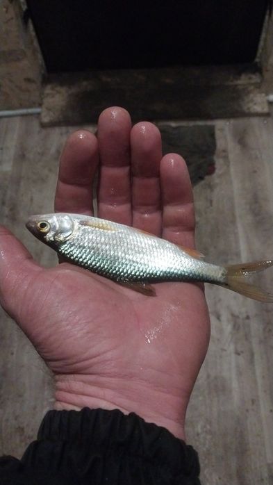 Живец  чебак 80тг.