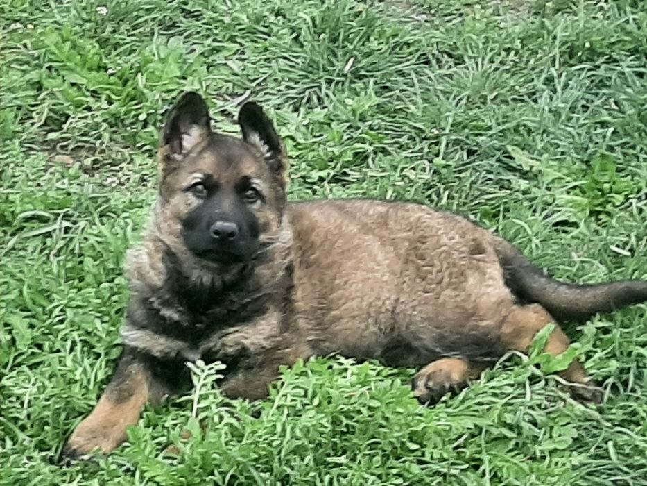 Питомник  немецких  овчарок