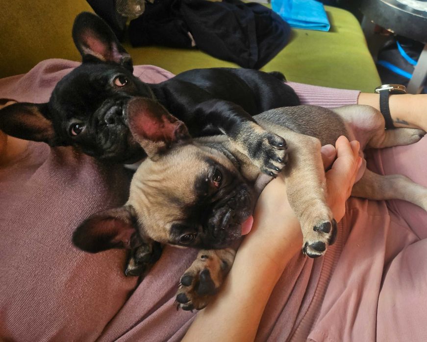 Френски будлог (френчи)