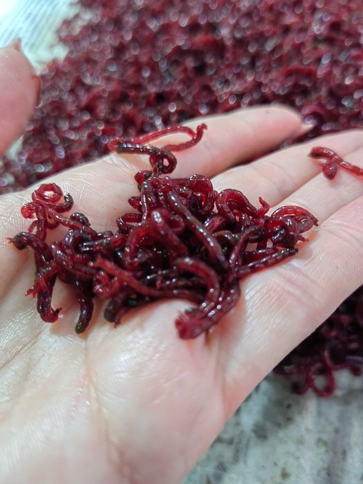 Мотыль опарыши черви