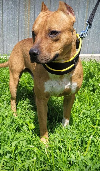 Вязка. питбуль ищет девочку