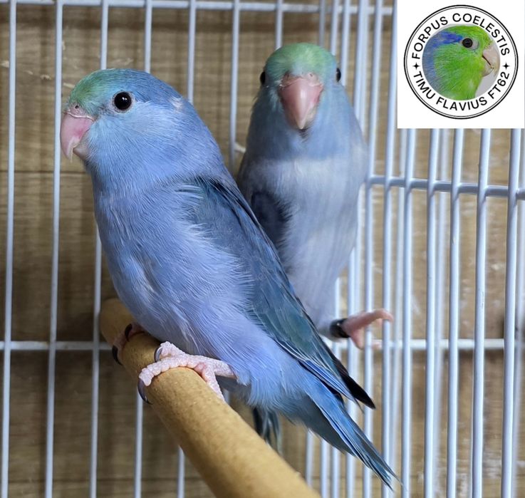 Papagali sociabili Forpus