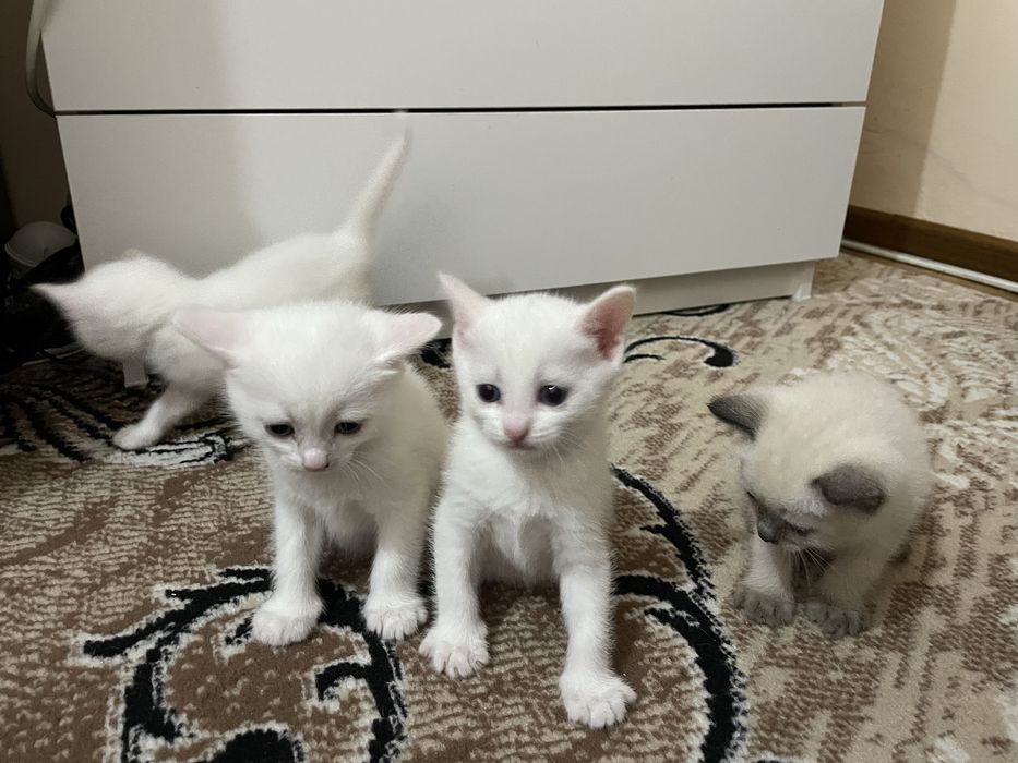 Отдам котят в добрые руки