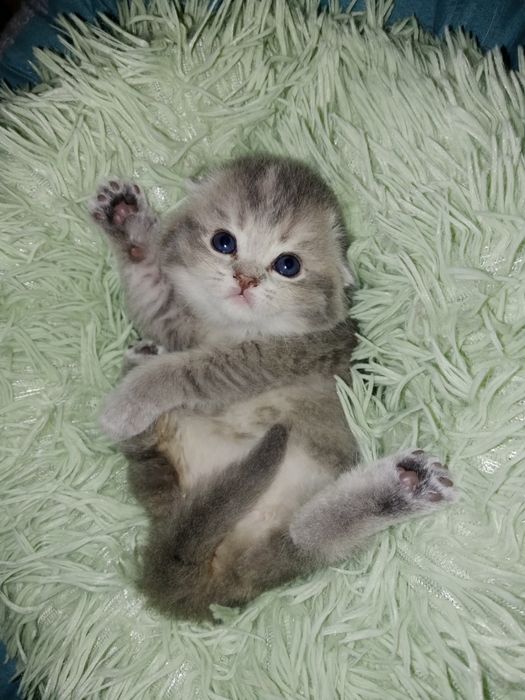 Скоттиш фолд девочки золотые Шиншилы