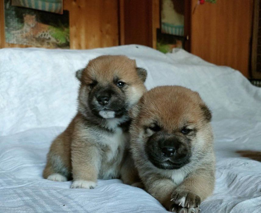 Сибаину два мальчика