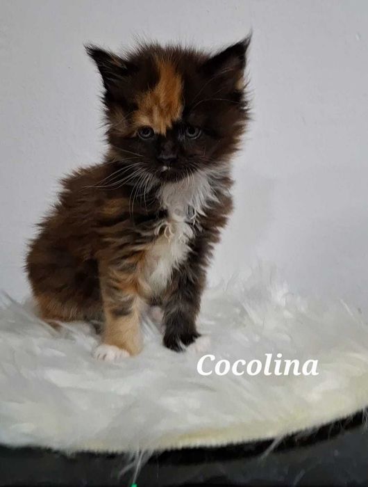 Felisa Autorizata WCF-rasa Maine Coon-Pedigree-Timisoara