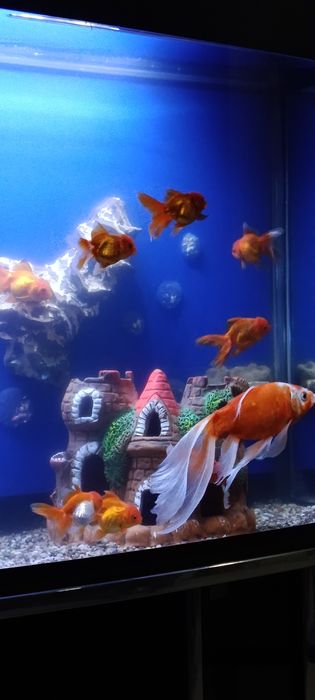 aranda baliq akvarium