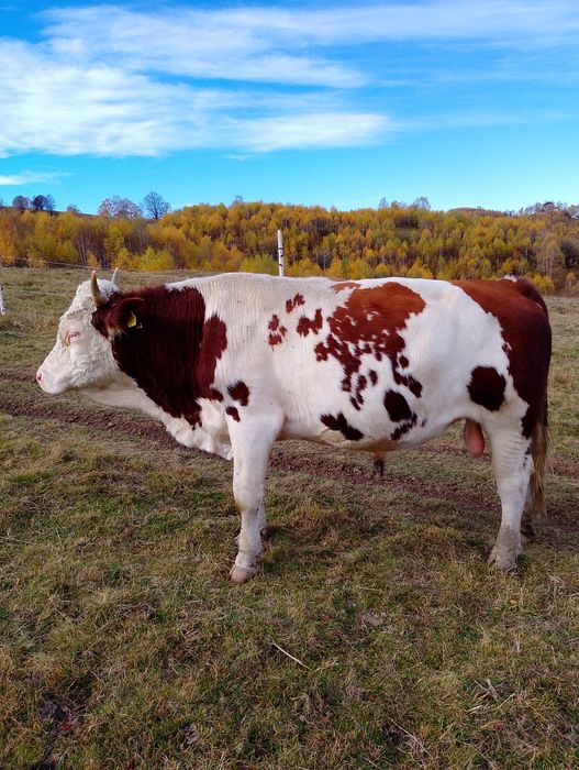 De vânzare un taur de 2 ani jumate