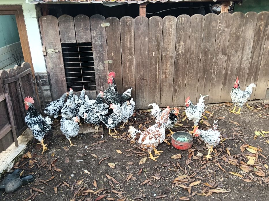 Pita pinta asturiana