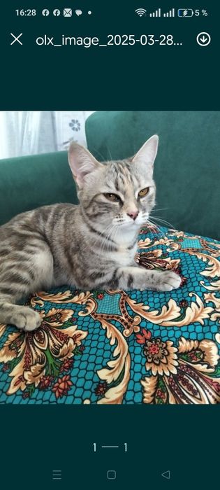 Отдам  котенка в добрые руки