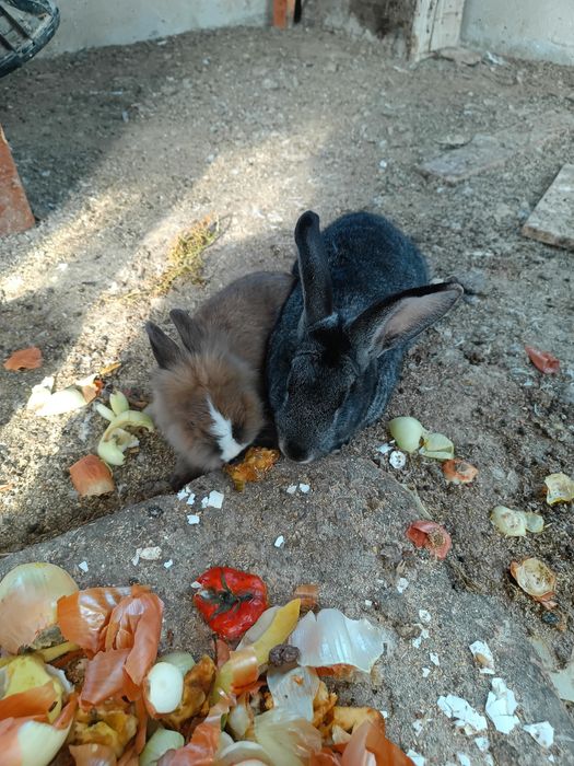 Қоян сатылады 3 дана бар