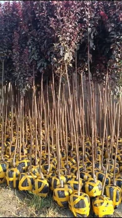 Манзарали дарахтлар, гуллар, арчалар этказиб берамиз