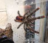 Tarantula Avicularia juruensis