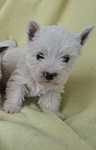 Pui Westie femela