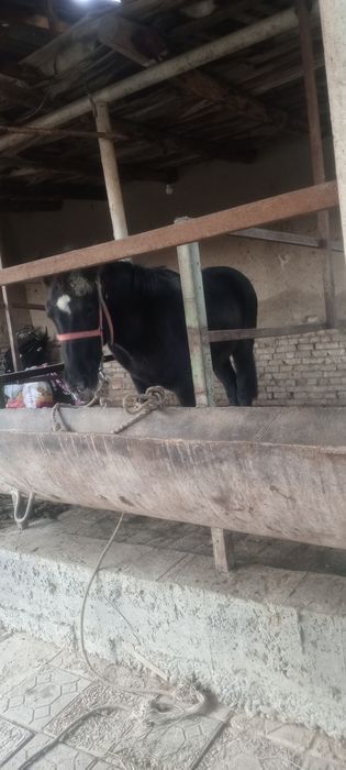 Moda toy sotiladi yeb yurgan toy