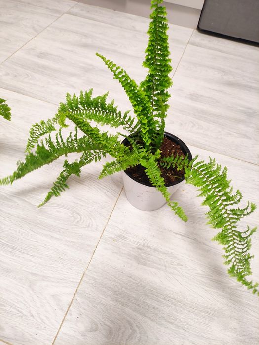 Папоротник Нефролепис королевский