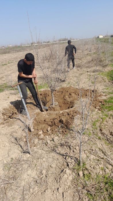 Мевали ва манзарали кучатлар