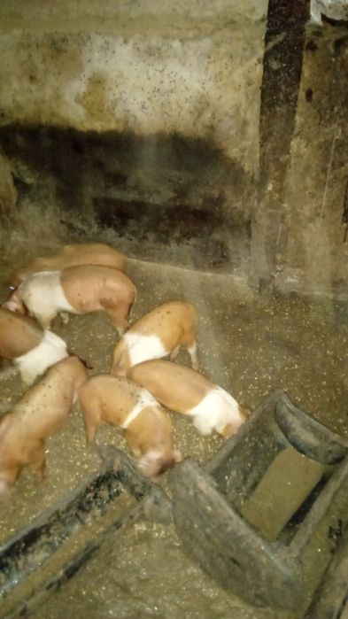 Продам поросят дюрки 1 месяц и неделя сами кушают