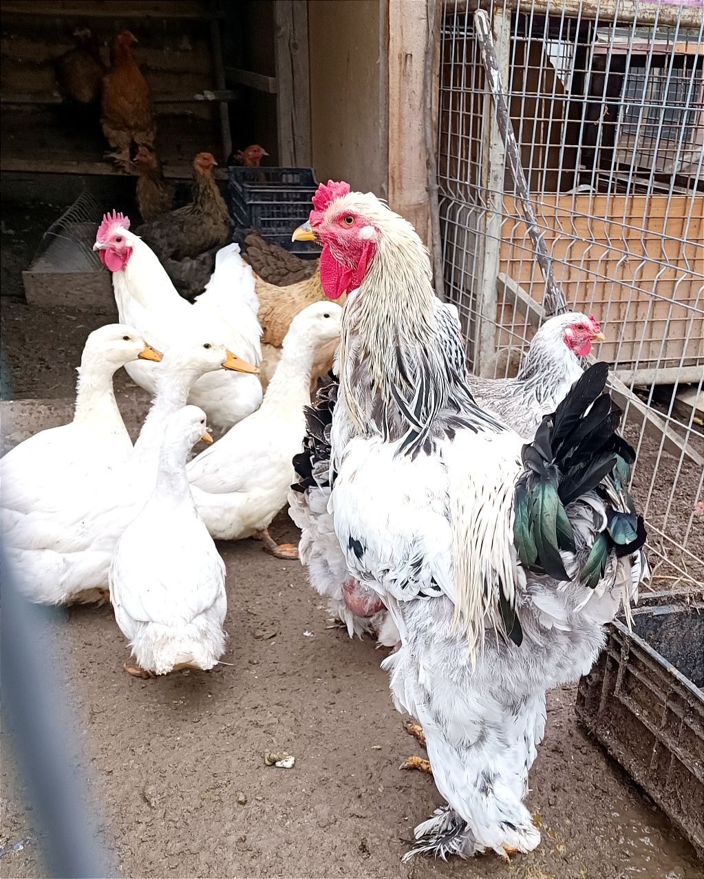 Cocoși din rasele *Brahma, Wyandotte și Australorp*