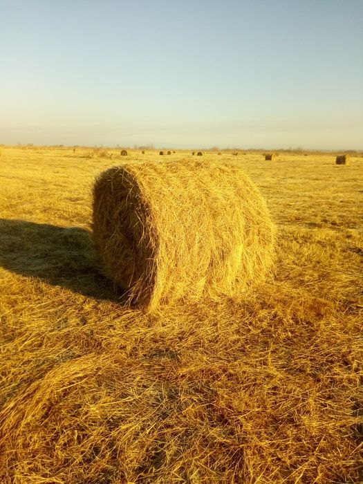 Продам полевое сено свежее  в рулонах.