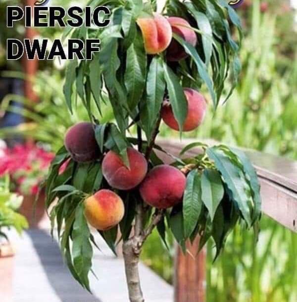 Pomi Fructiferi Columnari și Pitici