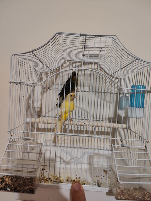 Хар хил канарейкалар бор жуфтлар хам бор