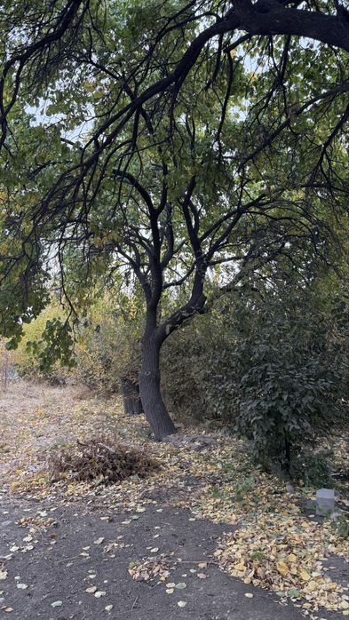 Утин урик дарахт