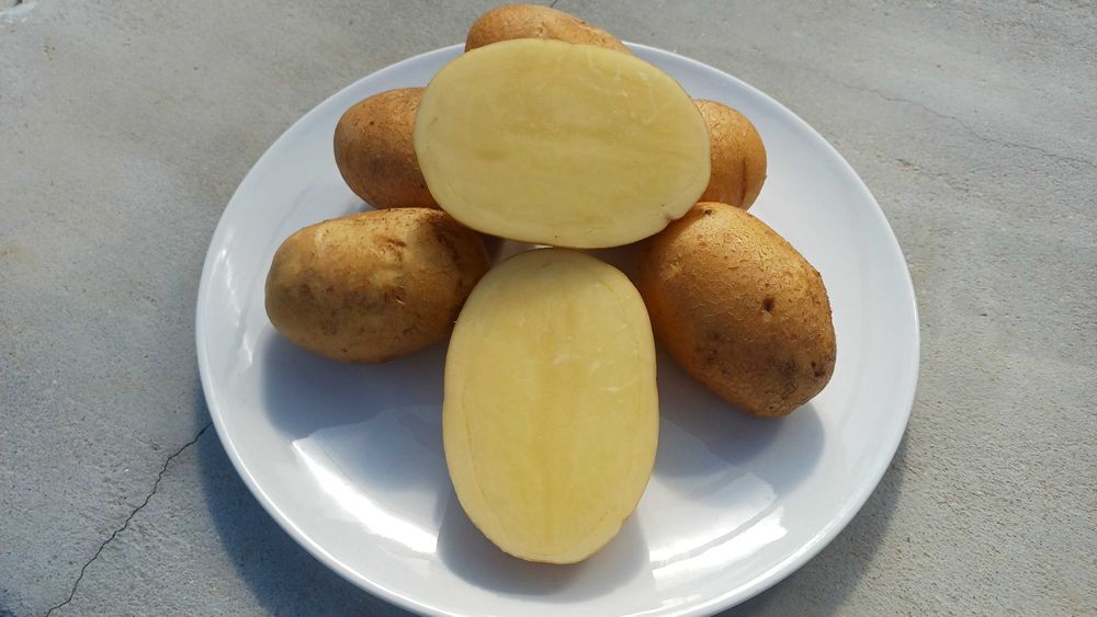 Cartofi Agria -  Perfecți pentru Prăjit și Piure!