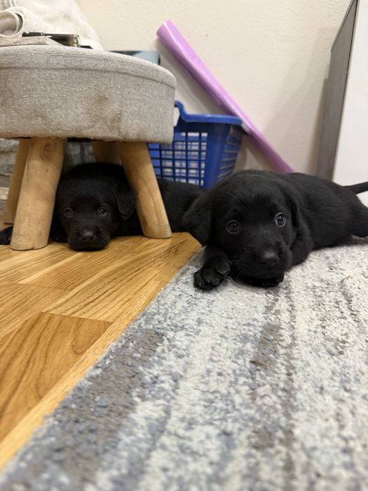 Donez catei metis de labrador