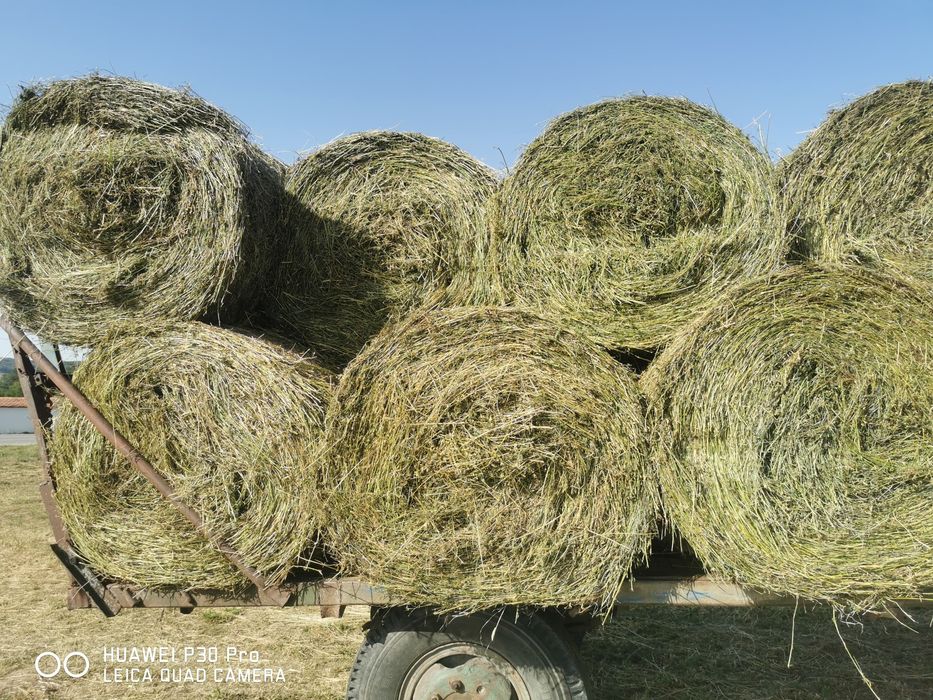 Baloti lucerna sau Fan.Rotunzi min.40.drept.500.La TIR.Pomi fructiferi