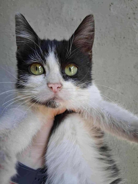 2-месечно момиченце търси дом!