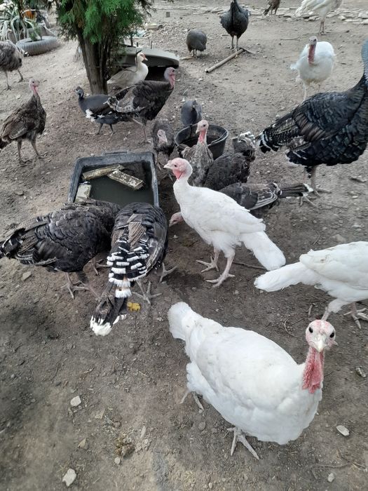 Vand curcani și curci