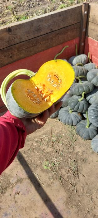 Dovleci dovleci dovleci