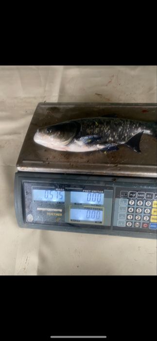 Vand puiet de peste fitofag si novac intre 400-700 g