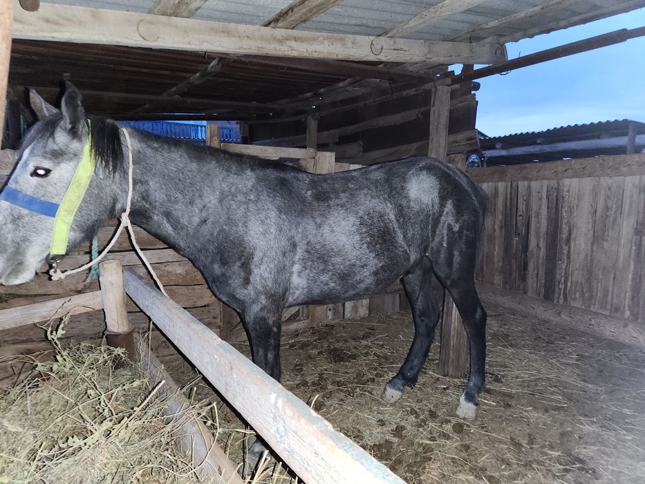 Дүненге өткен айғыр