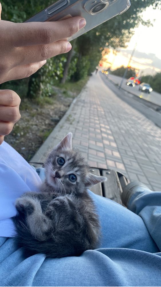 Кошка бесплатно отдам