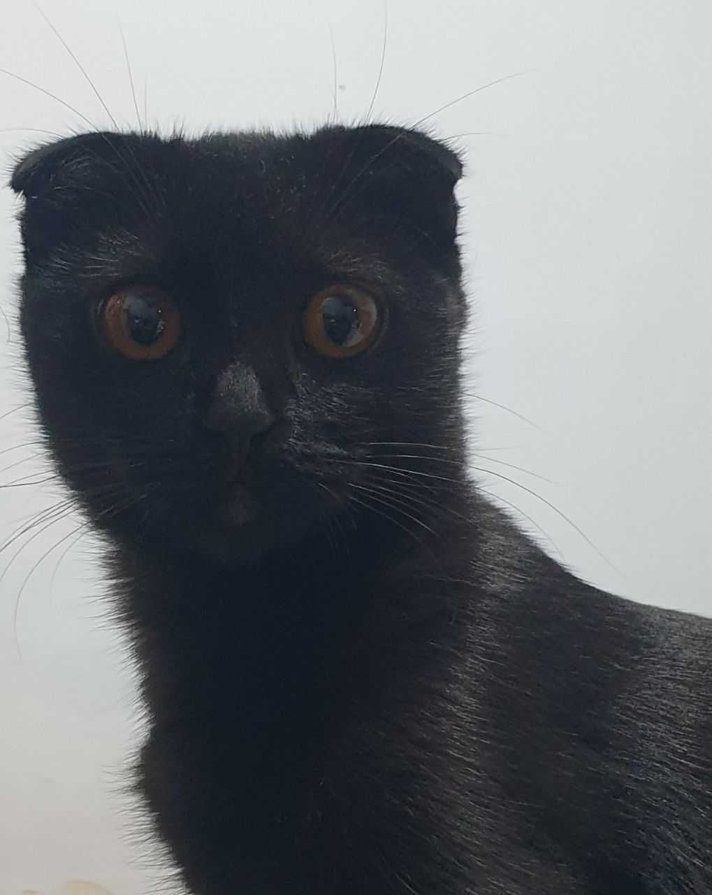 Котята от породистых родителей  Скоттиш-фолд и Скоттиш-страйт
