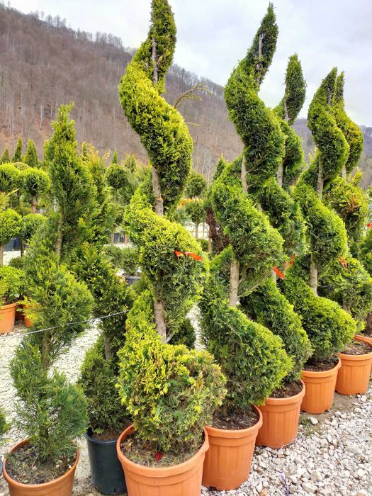 Oferta Cupressocyparis Leylandii Spirala