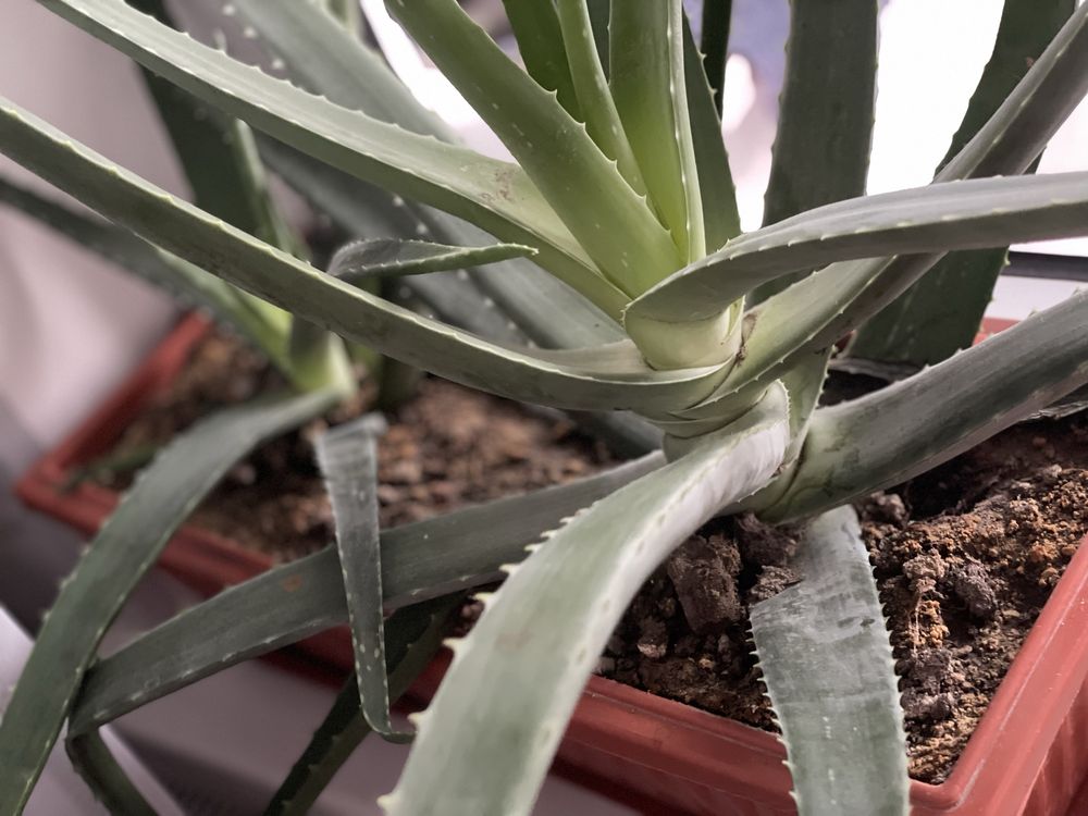 Aloe 550ming………..
