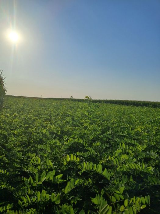 Vând puieți de salcam