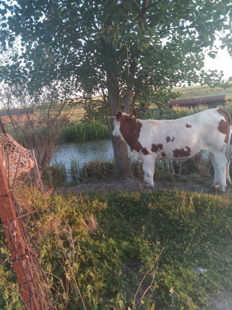 Vând vițică de 1  an și 4 luni